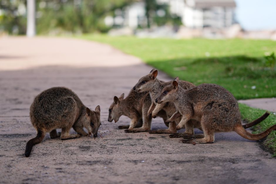 Australia's Tiniest Wallabies Found at New Kimberley Sites in Rare Conservation Win