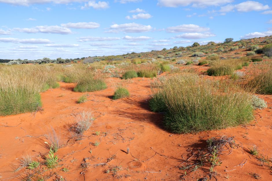 Buffel Grass Invasion Visible From Space Is Threatening Australia's Red Centre