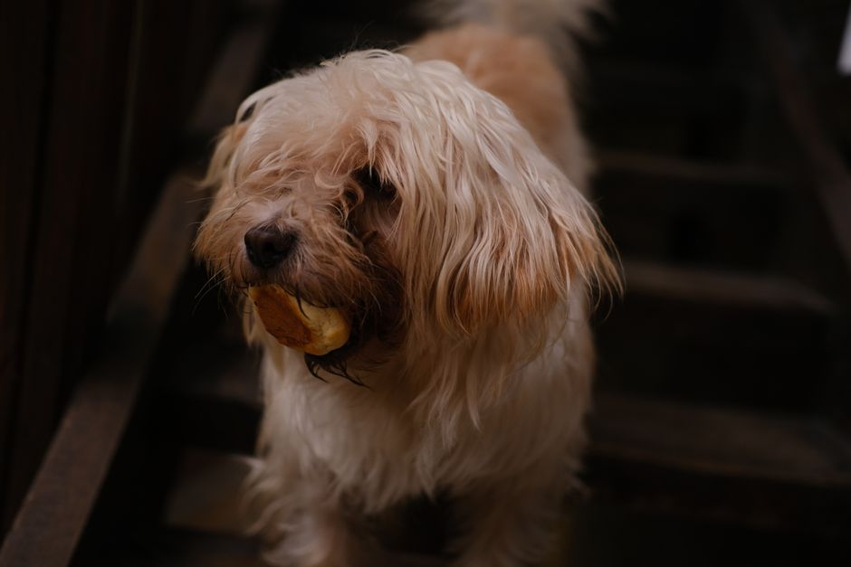 Bunnings Dog Policy Under Fire After Rottweiler Attacks Young Girl in Trolley at Delacombe Store