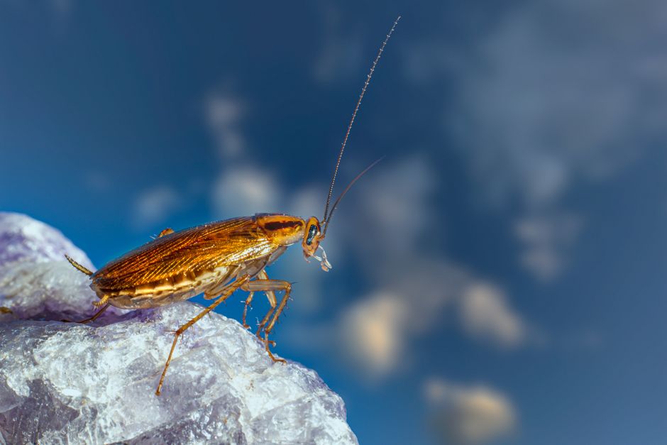 Cyborg cockroaches fitted with syringe-firing backpacks could save lives in disaster zones