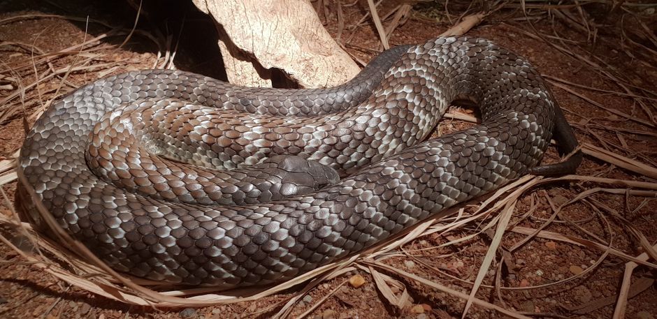 Cyclist rushed to hospital after eastern brown snake trapped in bike chain bites rider in Burringbar