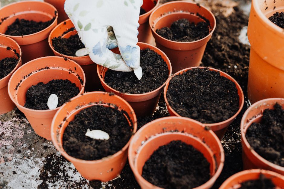 'Didn't think twice': How a routine gardening task sent Sydney man Robert to the emergency department