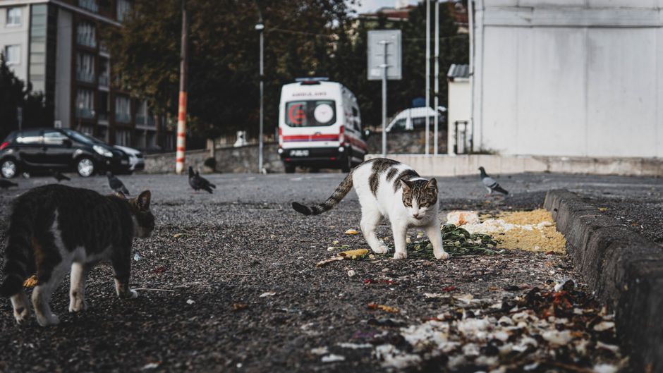 Two cats foraging for food in a gritty urban setting, showcasing city wildlife interaction.