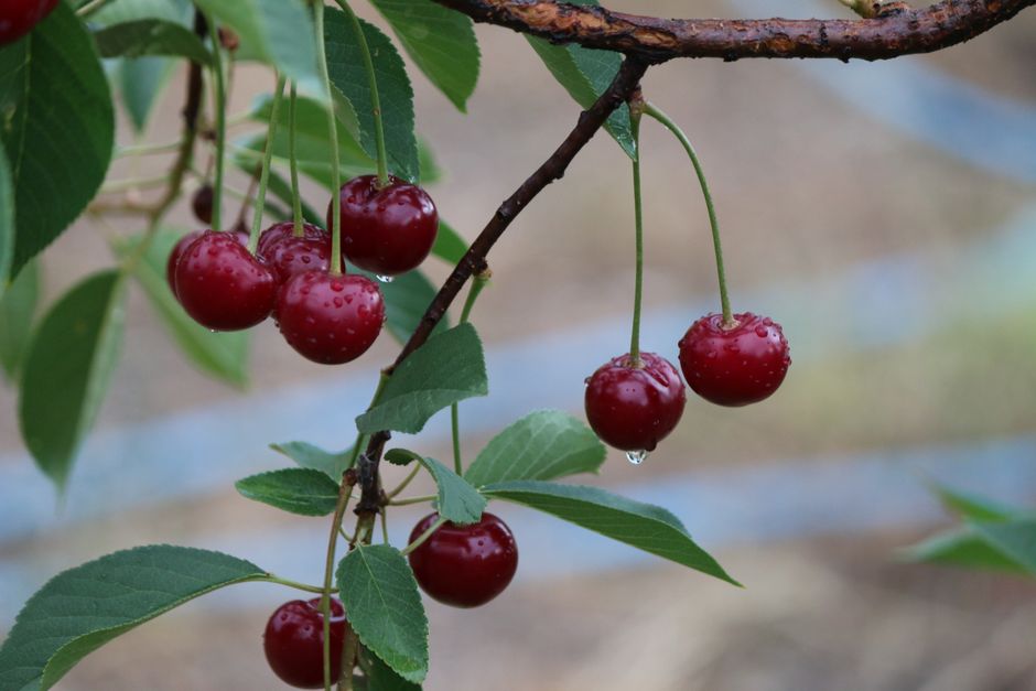 From Lebanon to Young: How a Lebanese farming family put down roots in a small NSW cherry town