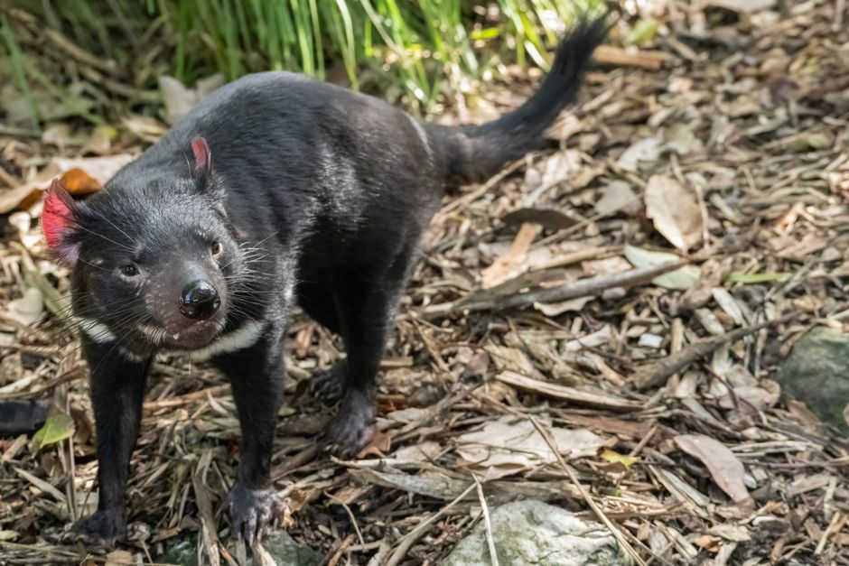 Mary the Tasmanian Devil Returns to Public Enclosure After Dramatic Gold Coast Escape