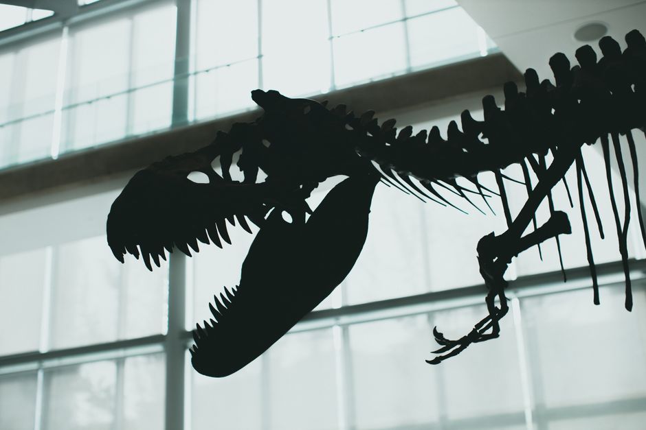 Mystery bidder pays record $71.7 million for T-rex fossil 'Gus' at auction