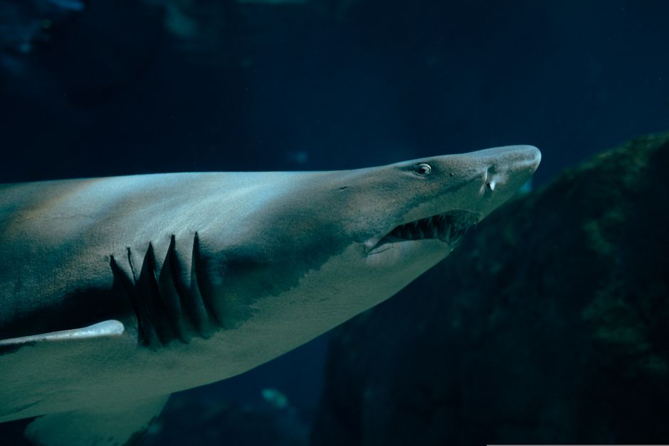 'Not taking me away from my daughter': Leah Stewart recalls fighting off shark at Coogee Beach
