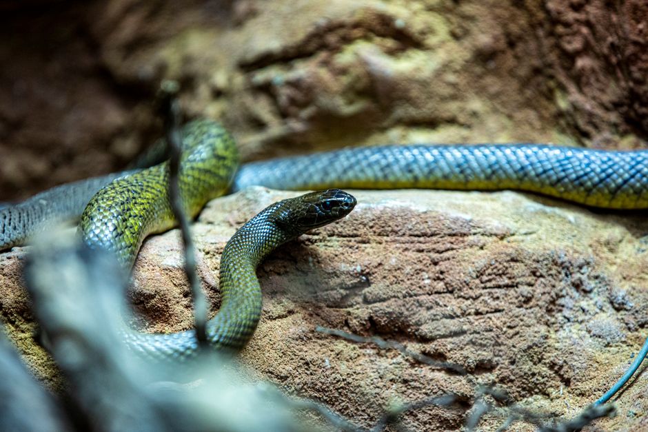 Snake Season Is Back in Australia: What To Do If You Spot One at Home or in the Garden
