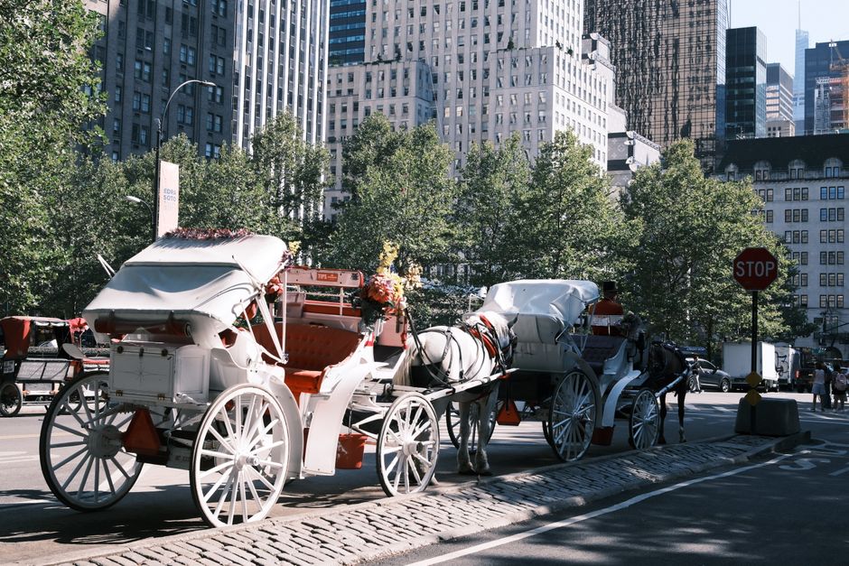 Charming horse-drawn carriages lined up in Central Park amid skyscrapers.