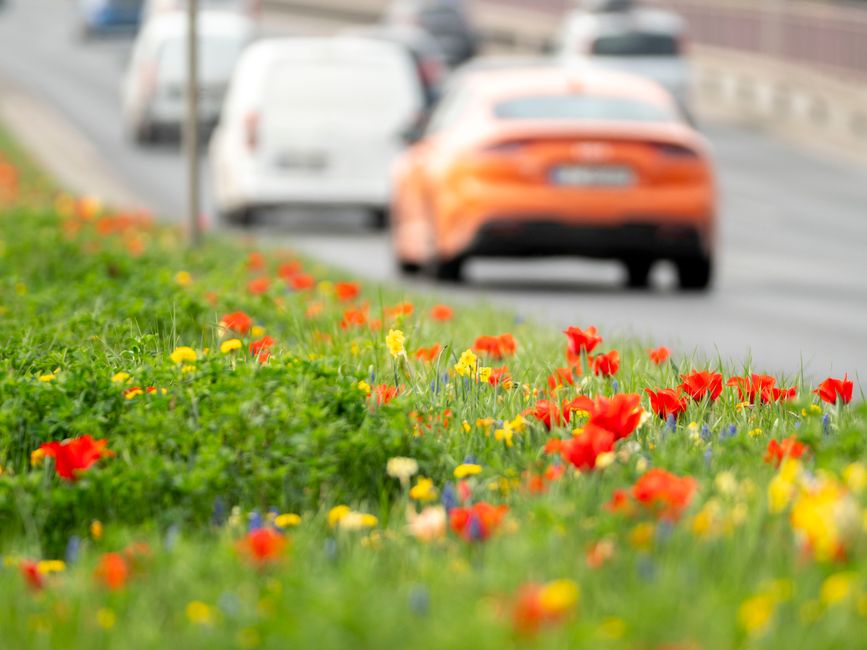 Wildflower Picking on WA's Bussell Highway Puts Motorists at Risk of Fines and Danger